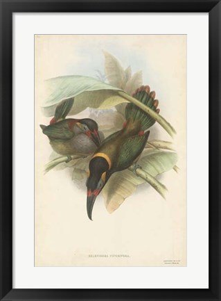 Framed Tropical Toucans VI Print