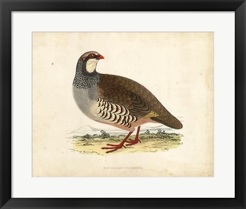 Framed Morris Pheasants II Print