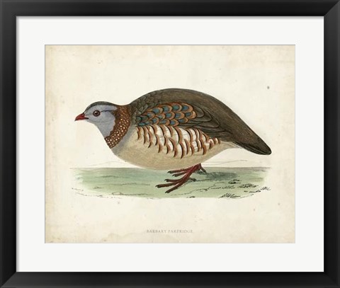 Framed Morris Pheasants III Print