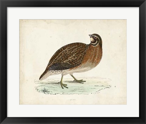 Framed Morris Pheasants IV Print