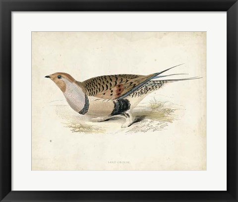 Framed Morris Pheasants V Print