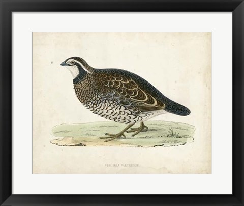 Framed Morris Pheasants VI Print