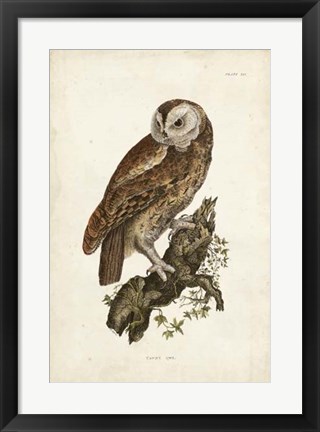 Framed Tawny Owl Print