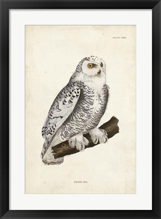 Framed Snowy Owl Print