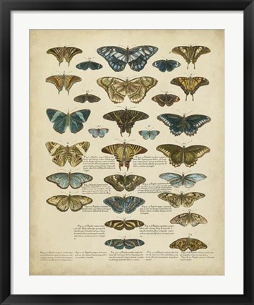 Framed Tabula de Papilio Print