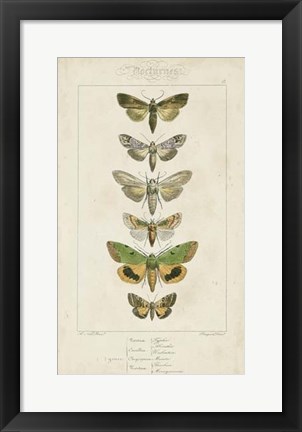 Framed Pauquet Butterflies III Print