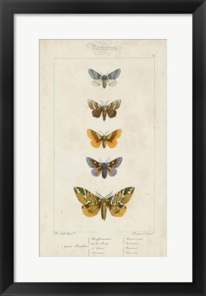 Framed Pauquet Butterflies IV Print