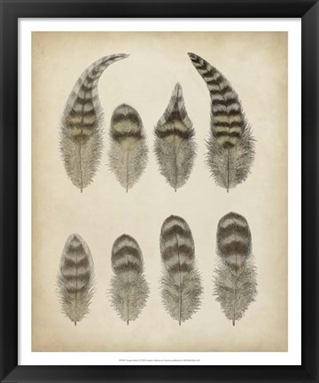 Framed Vintage Feathers I Print