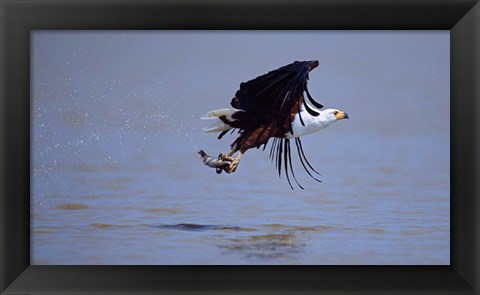 Framed African Fish eagle (Haliaeetus vocifer) flying with a fish in its claws Print