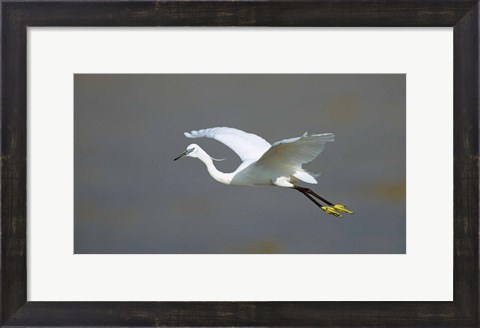 Framed Egret in Flight Kenya Africa Print