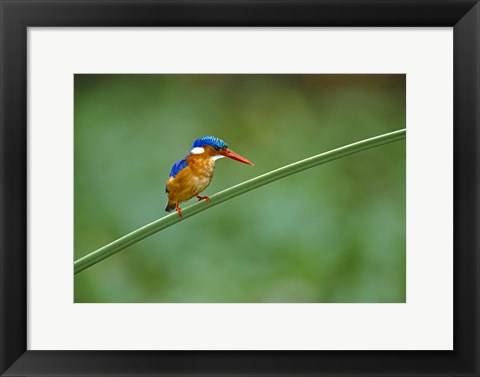 Framed Malachite Kingfisher Tanzania Africa Print