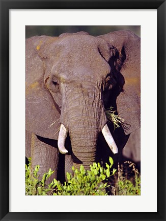 Framed Elephant Tanzania Africa Print