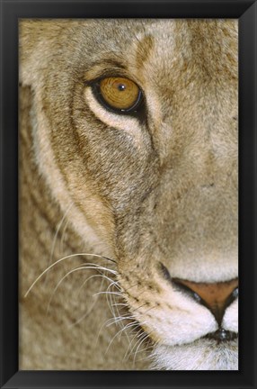 Framed Lioness Close-Up Tanzania Africa Print