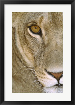 Framed Lioness Close-Up Tanzania Africa Print