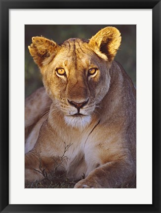 Framed Lioness Tanzania Africa Print