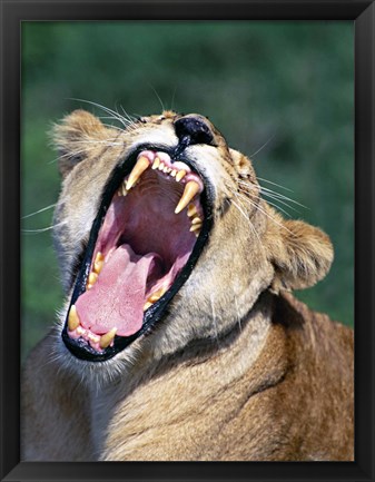 Framed Lioness Yawning, Tanzania Africa Print