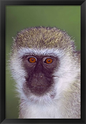 Framed Vervet Monkey Tanzania Africa Print