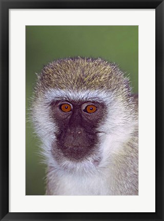 Framed Vervet Monkey Tanzania Africa Print