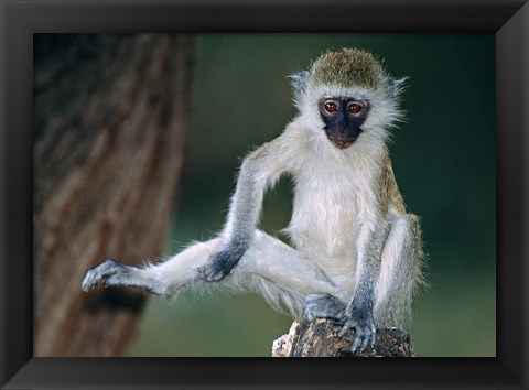 Framed Vervet Monkey Kenya Africa Print