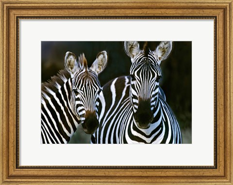 Framed Zebras Africa Print
