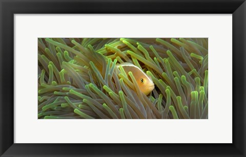 Framed Close-up of a Skunk Anemone fish and Indian Bulb Anemone Print