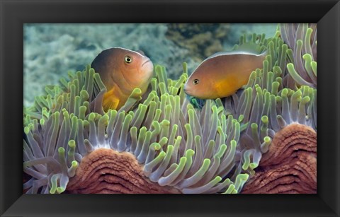 Framed Two Skunk Anemone fish and Indian Bulb Anemone Print