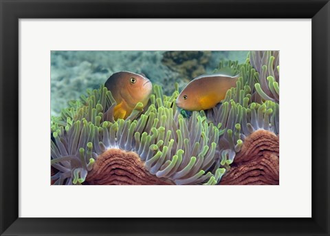 Framed Two Skunk Anemone fish and Indian Bulb Anemone Print