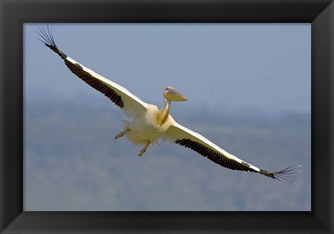 Framed African great white pelican Print