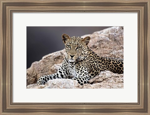 Framed Close-up of a leopard lying on a rock Print