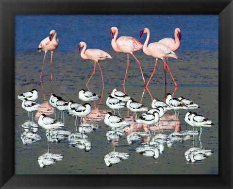 Framed Avocets and flamingos standing in water, Ngorongoro Crater, Ngorongoro Conservation Area, Tanzania Print