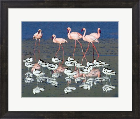 Framed Avocets and flamingos standing in water, Ngorongoro Crater, Ngorongoro Conservation Area, Tanzania Print
