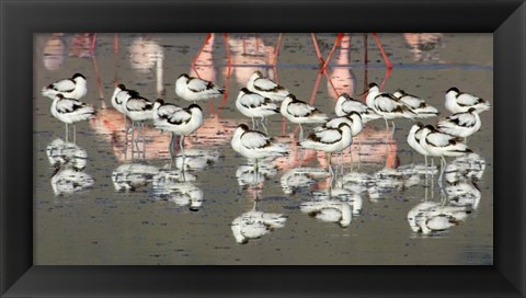 Framed Reflection of avocets and flamingos in water, Ngorongoro Crater, Ngorongoro Conservation Area, Tanzania Print