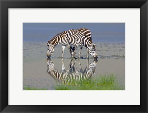 Framed Two zebras drinking water from a lake, Ngorongoro Conservation Area, Arusha Region, Tanzania (Equus burchelli chapmani) Print