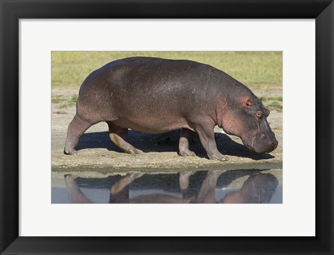 Framed Side profile of a hippopotamus walking, Ngorongoro Crater, Ngorongoro Conservation Area, Tanzania (Hippopotamus amphibius) Print