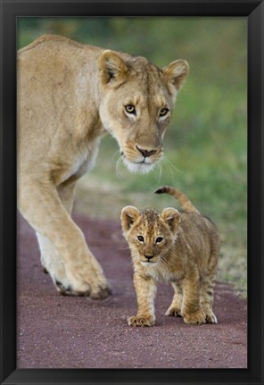 Framed Close-up of a lioness and her cub, Ngorongoro Crater, Ngorongoro Conservation Area, Tanzania (Panthera leo) Print