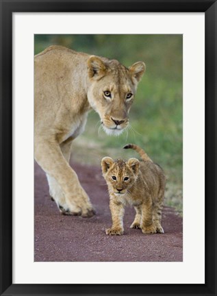 Framed Close-up of a lioness and her cub, Ngorongoro Crater, Ngorongoro Conservation Area, Tanzania (Panthera leo) Print