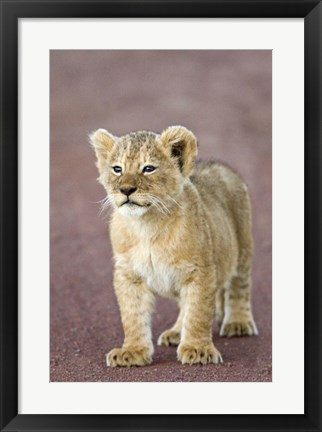 Framed Close-up of a lion cub standing, Ngorongoro Crater, Ngorongoro Conservation Area, Tanzania (Panthera leo) Print