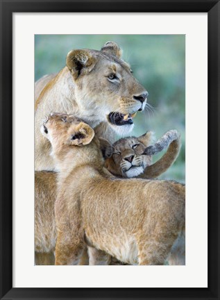 Framed Close-up of a lioness and her two cubs, Ngorongoro Crater, Ngorongoro Conservation Area, Tanzania (Panthera leo) Print