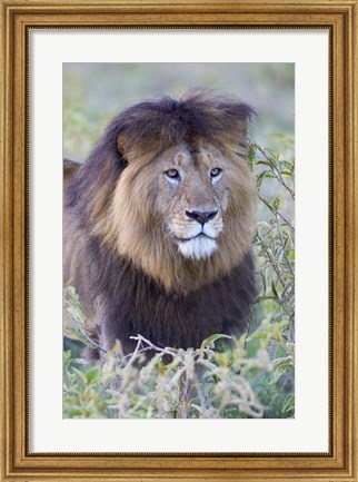 Framed Close-up of a Black maned lion, Ngorongoro Crater, Ngorongoro Conservation Area, Tanzania Print