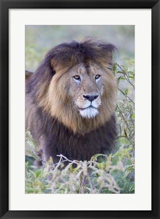 Framed Close-up of a Black maned lion, Ngorongoro Crater, Ngorongoro Conservation Area, Tanzania Print