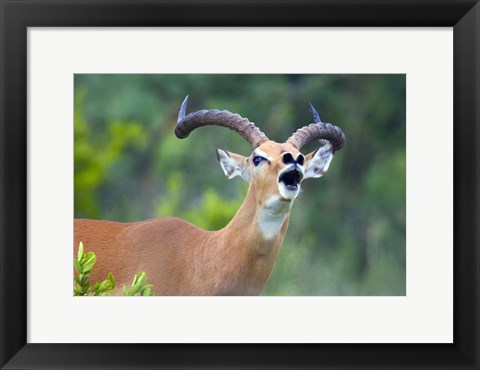 Framed Close-up of an impala (Aepyceros melampus) Print