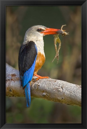 Framed Side profile of a bird with a frog in its beak, Lake Manyara National Park, Tanzania Print