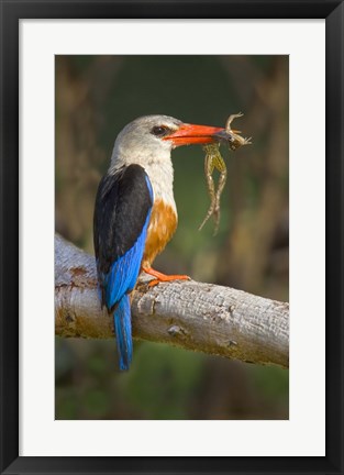 Framed Side profile of a bird with a frog in its beak, Lake Manyara National Park, Tanzania Print