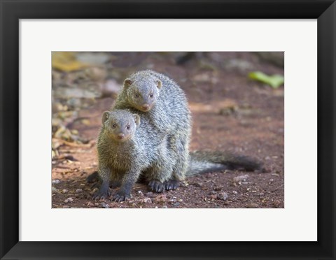 Framed Two mongoose mating, Lake Manyara National Park, Tanzania Print