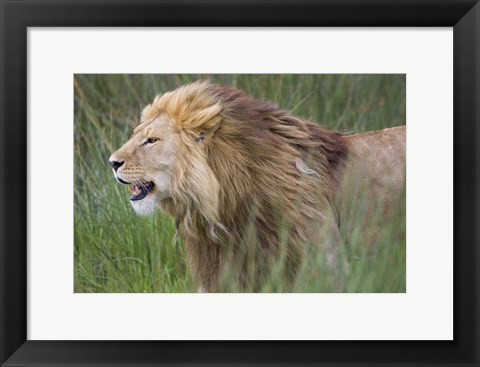 Framed Side profile of a lion in a forest, Ngorongoro Conservation Area, Tanzania (panthera leo) Print