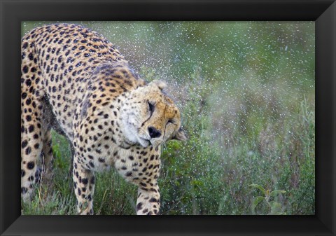 Framed Cheetah shaking off water from its body, Ngorongoro Conservation Area, Tanzania (Acinonyx jubatus) Print