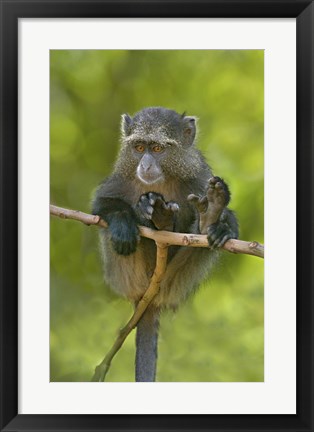 Framed Blue monkey, Lake Manyara, Arusha Region, Tanzania Print