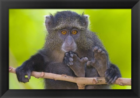 Framed Close-up of a Blue monkey sitting on a branch, Lake Manyara, Arusha Region, Tanzania (Cercopithecus mitis) Print