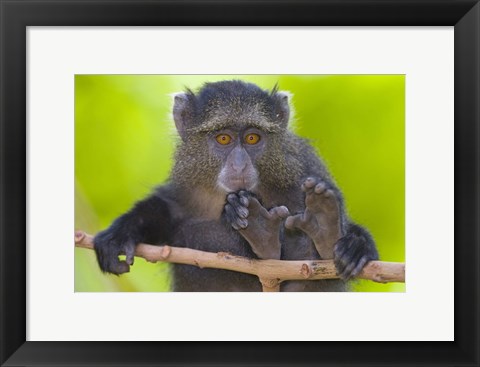 Framed Close-up of a Blue monkey sitting on a branch, Lake Manyara, Arusha Region, Tanzania (Cercopithecus mitis) Print