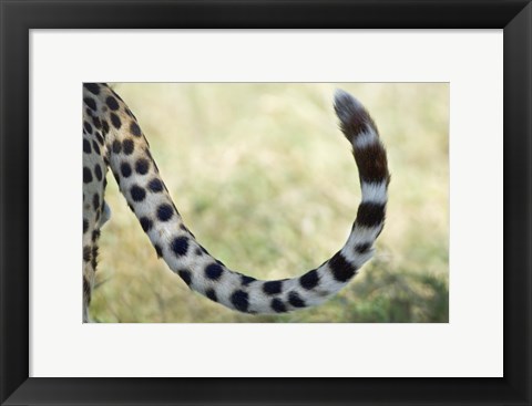 Framed Close-up of a cheetah&#39;s tail, Ngorongoro Conservation Area, Arusha Region, Tanzania (Acinonyx jubatus) Print